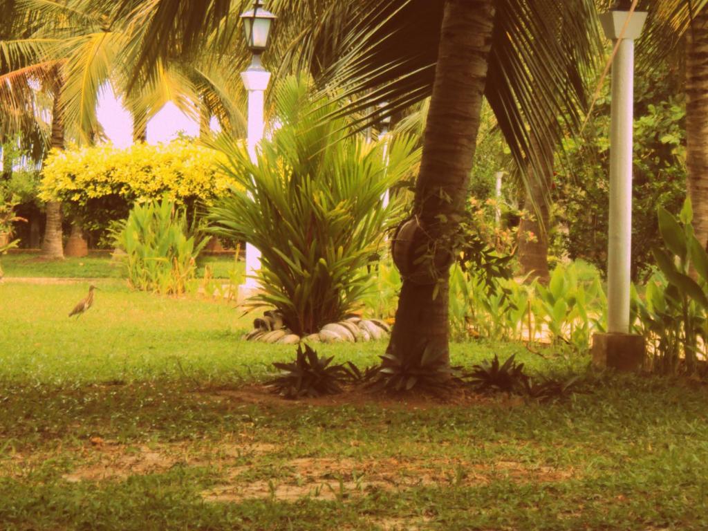 Hotel Lagoon Paradise Negombo Exteriör bild